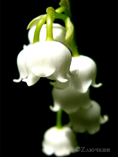 flowers 45.gif
